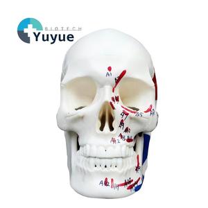 Mini modelo de cráneo blanco 1/2 con puntos de anclaje muscular - Herramienta educativa de anatomía - Product Image 1