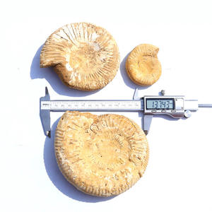 Fósil blanco marroquí Natural, gran oferta, alta calidad - Product Image 3