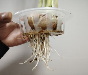 سماد عضوي سائل استخراج الأعشاب البحرية ملحق سارغاسوم أسكوفيليوم نودوسوم الأعشاب البحرية الطبيعية من البحر - Product Image 5