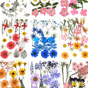 Gran oferta de materiales de flores secas, maquillaje DIY, funda para teléfono de uñas, marco de flores de plantas, flor prensada decorativa seca Natural Real - Product Image 3