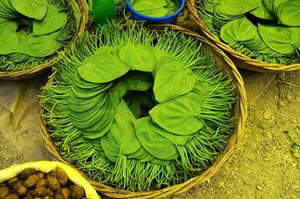 Feuilles de Bétel Entières Fraîches Naturelles Vertes pour la Cuisine Traditionnelle, les Herbes Aromatiques et l'Usage Quotidien Domestique - Product Image 3