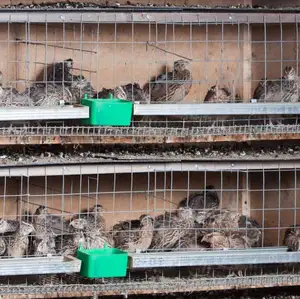 quail cages for egg production plastic full automatic quail cage for laying quail