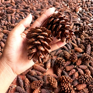 Piñas de Pino Secas de Vietnam, Material Botánico Natural para Adornos de Árboles de Navidad, Coronas, Decoración del Hogar, Envoltura de Regalos y Manualidades - Product Image 1