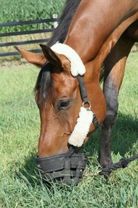 Bozal Innovador para Caballos con Diseño Inteligente para una Eficaz Limitación del Pastoreo y Comodidad - Product Image 5