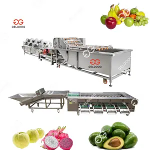Food Grade Prickly Pear Grapefruit Cleaning And Sorting Machine Cactus Avocado Washing And Grading Line