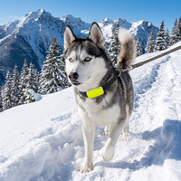 Suivi GPS pour chiens et chats, surveillance d'activité 24h/24 et 7j/7, rechargeable, nylon, tracker de forme physique pour animaux de compagnie 4G avec carte Nano SIM