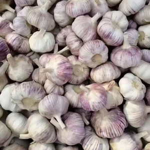 Bulbos de ajo fresco morado de nueva cosecha a la venta exportador confiable de China Ajo Chino Alho Fresco Popular en México - Product Image 3