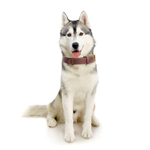 Collar de Cuero Sintético para Perro, Collar Lavable de Alta Calidad para Perro Mediano y Grande, Clásico Vegano - Product Image 6