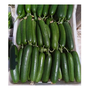 Concombre vert de qualité fraîche 100% naturel de haute qualité d'egypte merveilleux légume d'exportation délicieux légume à usage alimentaire - Product Image 1