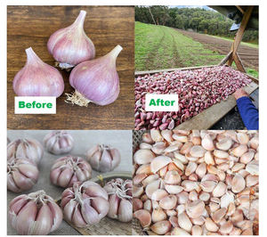 Máquina <span class=keywords><strong>de</strong></span> Preparación y Clasificación <span class=keywords><strong>de</strong></span> Bulbos <span class=keywords><strong>de</strong></span> Ajo <span class=keywords><strong>de</strong></span> 2T/H, Trituradora <span class=keywords><strong>de</strong></span> Ajo y Clasificadora <span class=keywords><strong>de</strong></span> Dientes <span class=keywords><strong>de</strong></span> Ajo por Tamaño, Motor <span class=keywords><strong>de</strong></span> 4.5KW - Product Image 4