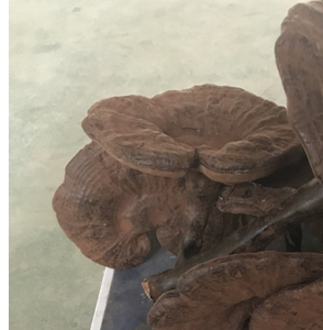 Reishi <span class=keywords><strong>Ganoderma</strong></span> Natural, Entero, Crudo, Puro, Silvestre y Seco para Té Saludable - Product Image 4