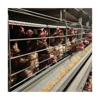 Cages à poules pondeuses en acier galvanisé de type H, système de conception de batterie automatique moderne et innovant pour l'élevage avicole