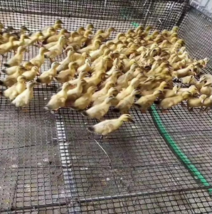 Cercado de malla de plástico de polietileno para protección de <span class=keywords><strong>aves</strong></span> gallinas - Product Image 6