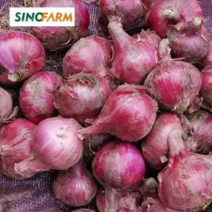 Kualitas tinggi bawang segar bawang baru bawang segar grosir harga terbaik dari Cina