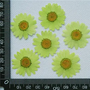 Daisy Pressed Flower Natuurlijke Echte Geperste Gedroogde Bloemen Voor Hars Gedroogde Bloemen Nail Art