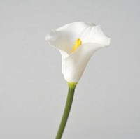 Kualitas tinggi sentuhan asli PU buatan bunga Calla Lily putih untuk meja natal bagian pusat pesta pernikahan Dekorasi Rumah