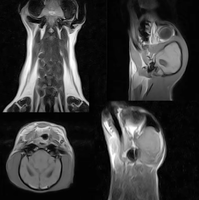 Équipement vétérinaire EURVET, scanner IRM intelligent, aimant permanent N52 pour diagnostic multi-sites des animaux