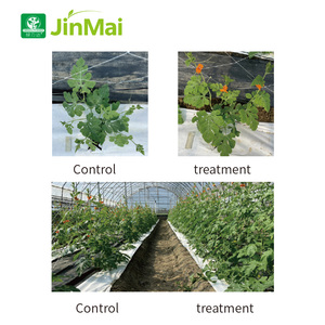 Fertilizante Líquido NPK Equilibrado, Compuesto de Boro y Zinc con Alcohol de Azúcar Quelatado, Fertilizante Orgánico <span class=keywords><strong>para</strong></span> Vegetales, Frutas y Cultivos - Product Image 4