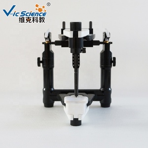 Modelo Educativo de Anatomía Dental Ajustable Promedio para Ciencias Médicas - Product Image 2