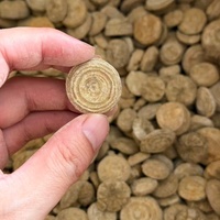 Fossile d'ammonite de Madagascar, spécimen de coquille brute, pierre de guérison, pierre de richesse Feng Shui, ornement de table pour la décoration intérieure