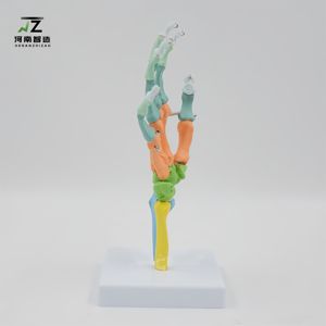 Nouveau modèle articulé de main 1:1 avec points de départ et d'arrivée des muscles, modèle pédagogique pour hôpitaux et écoles - Product Image 3