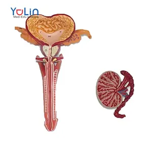 Scienza medica anatomia medica modello del sistema riproduttivo maschile umano andrologia riproduzione interna ed esterna