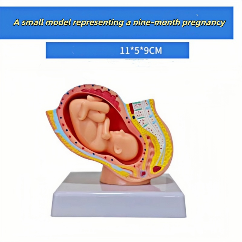 Mini Modelo de Embarazo de 9 Meses (Versión Compacta Mini)