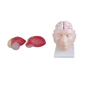 Mô hình mở rộng khoa học y tế ADA của bàng quang tiết niệu và não với các động mạch trên đầu để dạy và học giải phẫu - Product Image 1