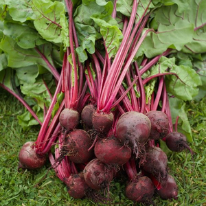 Graines de betterave rouge foncé de Detroit de qualité supérieure Pureté 99,99% Origine Pakistan Systèmes d'agriculture intensive Commerce de gros sur le marché frais - Product Image 6