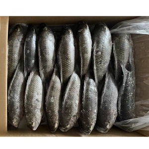 Chine Exportation Tilapia congelé En Gros 400 600 Tilapia Iqf <span class=keywords><strong>Acheter</strong></span> du <span class=keywords><strong>poisson</strong></span> Tilapia <span class=keywords><strong>vivant</strong></span> à vendre - Product Image 3