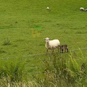 Recinzione in Filo Zincato per Capre, Pecore e Cervi, Robusta con Rivestimento in Zinco Pesante, Utilizzata per Recinzioni di Giardini e Campi - Product Image 2