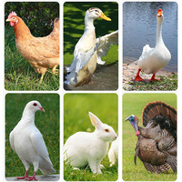 GUANYI FARM Nueva Cesta de Transporte de Plástico para Aves de Corral, Jaula para Gallinas Ponedoras/Patos/Gansos Adultos