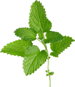 ผงสารสกัดจากบาล์มมะนาว5% rosminic Acid ผงสกัดจากเมลิสสาธรรมชาติ - Product Image 2