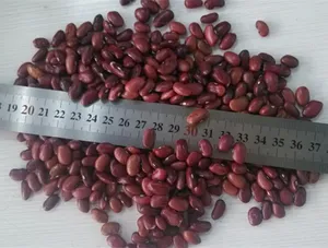 India Market No Dark Red Kidney Bean Type Dried Small Red Kidney Bean