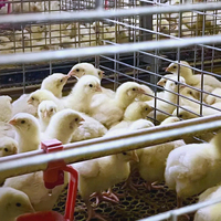 Équipement complet et automatique pour élevage avicole de 30 000 poulets de chair, poulailler préfabriqué, solution clé en main pour l'élevage de poulets de chair