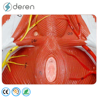 Modelo de entrenamiento de sutura perineal femenina de PVC suave con estructuras detalladas para práctica de episiotomía y educación en obstetricia