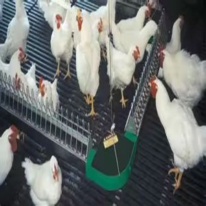 Venta de sistema alimentador de gallinas, rueda de esquina, cadena transportadora, línea de alimentación, criador, casa, equipo avícola, cría de pollos - Product Image 2