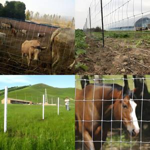 Hot nhúng mạ kẽm đồng cỏ giá rẻ Hog dây trang trại hàng rào đồng cỏ lĩnh vực hàng rào lưới gia súc hàng rào trên trang trại để bán - Product Image 3