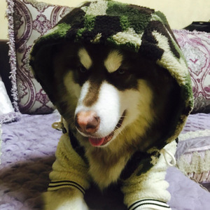 Chaqueta Casual con Capucha para Perro, de Algodón Estampado, para Razas Medianas y Grandes, Abrigo de Invierno para Mascotas - Product Image 2