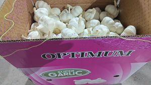 Ajo Chino Fresco, Nueva Cosecha, 4.5cm - 6.5cm, Cartón, Ajo Blanco Puro, Grado Alimenticio, 1 Año de Duración, Certificado - Product Image 5