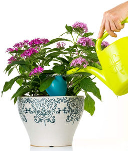 Dispositivos de <span class=keywords><strong>riego</strong></span> de <span class=keywords><strong>plantas</strong></span> OEM, bebedero de <span class=keywords><strong>plantas</strong></span>, autorriego, picos de terracota, riegan automáticamente sus <span class=keywords><strong>plantas</strong></span> de interior y exterior en <span class=keywords><strong>vacaciones</strong></span> - Product Image 4