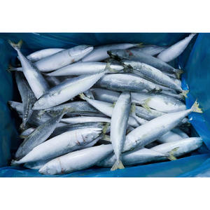 سمك الماكريل الكامل المجمد البحري 18 + + سعر السمك - Product Image 4