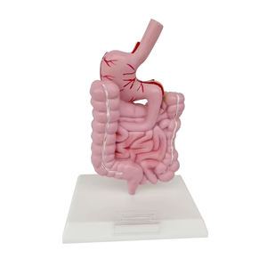 ระบบย่อยอาหารที่มีโมเดลกายวิภาคของกระเพาะอาหารแบบจำลองระบบทางเดินอาหารทางการแพทย์ SMD0333ระบบย่อยอาหารของมนุษย์โมเดลทรัพยากร PVC - Product Image 2