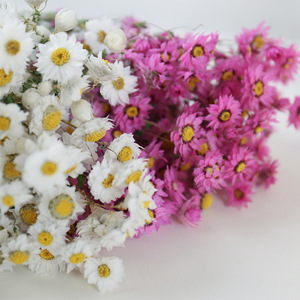 <span class=keywords><strong>Flores</strong></span> Naturales Artificiales, <span class=keywords><strong>Flores</strong></span> <span class=keywords><strong>Silvestres</strong></span>, Crisantemo, Rodanthe Seca, Decoración para el Hogar, Ramo, Suministros Florales para <span class=keywords><strong>Flores</strong></span> <span class=keywords><strong>Preservadas</strong></span> - Product Image 1
