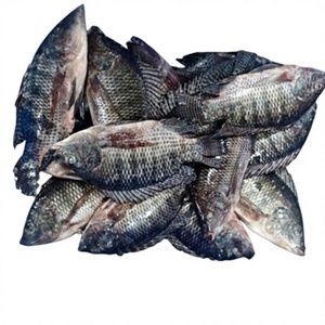VAN BACH TUNG Pescado Crudo Congelado BQF Premium 1kg Alta Calidad Precio Alto Valor Nutricional 100% Natural Envasado al Vacío Vietnam - Product Image 1