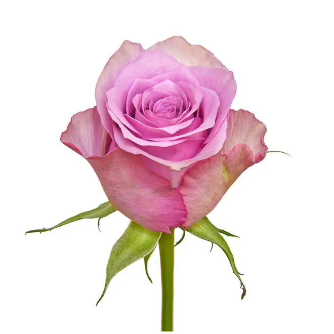 Frische neue kenyanische frisch geschnittene Blumen Nachtenspiegel Rose Farbverlauf Pastellrose großer Kopf 60 cm Stiel Großhandel Einzelhandel frisch geschnittene Rosen