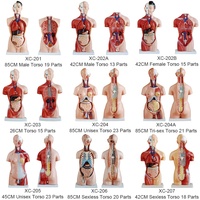 Modèle d'anatomie du torse humain avec structure interne claire des nerfs et des vaisseaux sanguins, idéal pour l'enseignement, la recherche et la démonstration