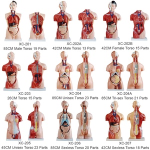 XC-204 unisex 85cm y tế cơ thể con người thân Mô hình giải phẫu đồ chơi 23 bộ phận cho giảng dạy - Product Image 3