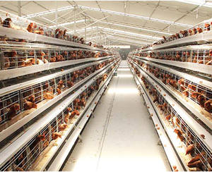 Prix bas, cage à poules pondeuses pour élevage avicole, cage à poules pondeuses à 3/4 niveaux, poulailler pour la production d'œufs, cage à poules pondeuses pour l'élevage avicole en Tanzanie, cage à poules à vendre - Product Image 4