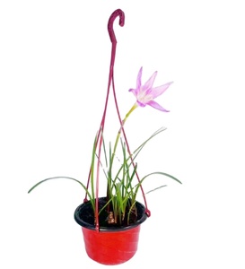 <span class=keywords><strong>Macetas</strong></span> Colgantes de Plástico, <span class=keywords><strong>Macetas</strong></span> Colgantes <span class=keywords><strong>para</strong></span> Invernadero, Vivero y Plantación - Product Image 4